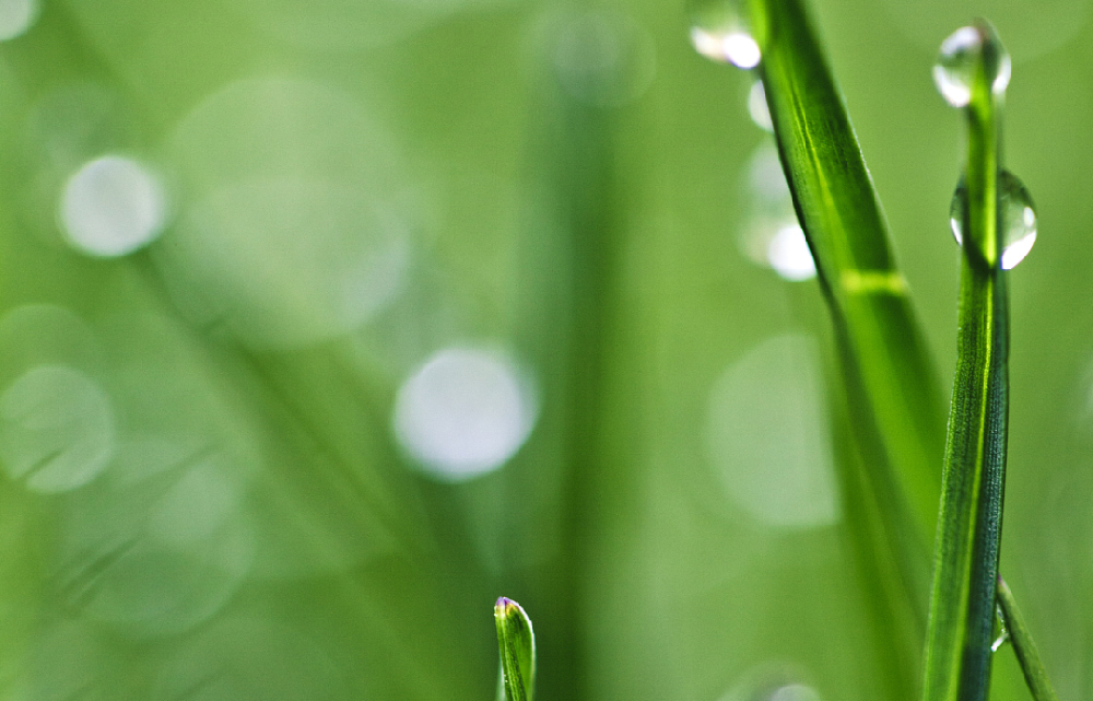 谷雨 與春天告別